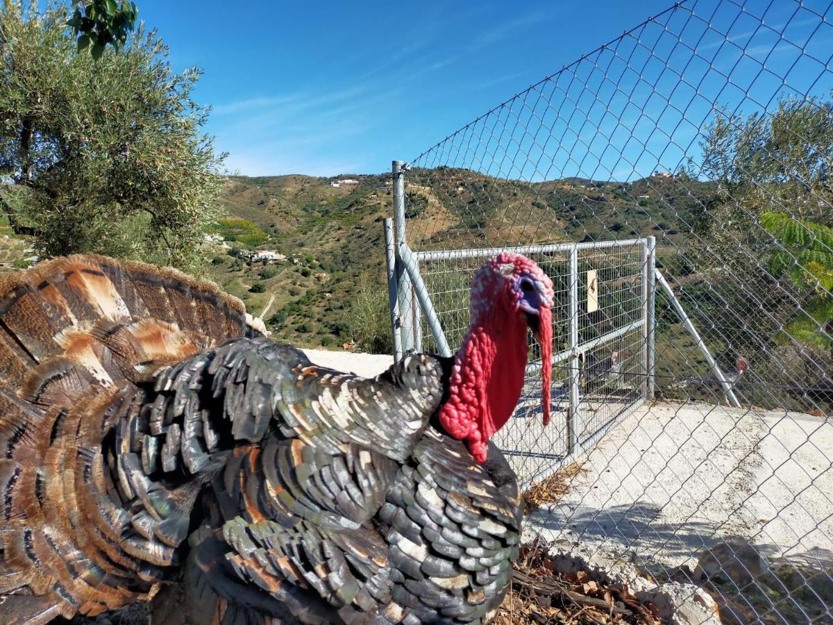 Paraje El Pozo Malaga Zewnętrze zdjęcie