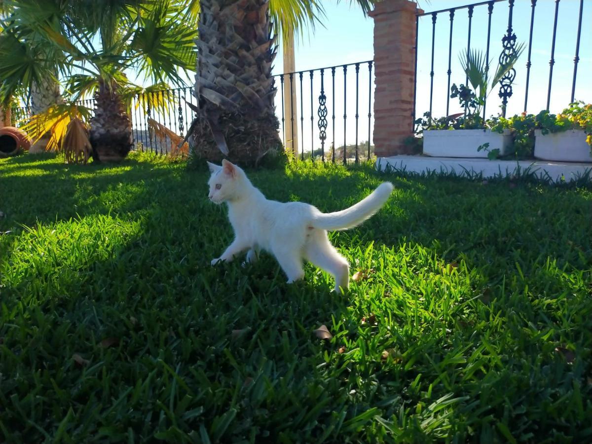 Paraje El Pozo Malaga Zewnętrze zdjęcie